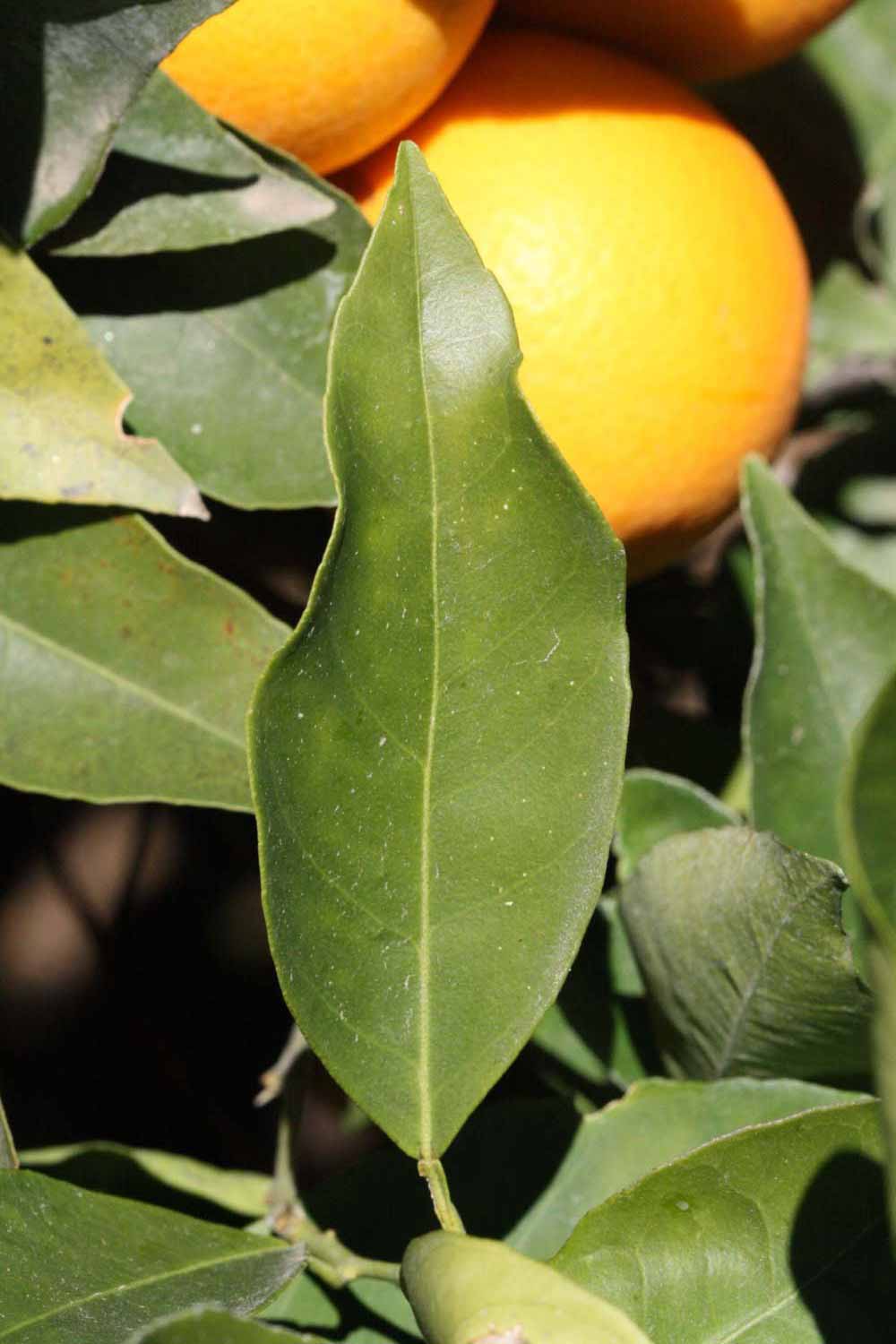              Unifoliolate leaf (Riverside, CA)       